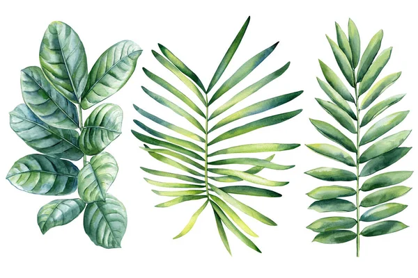 Φύλλα Φοίνικα Ακουαρέλα Βοτανική Ζωγραφική Εικόνες Ζούγκλας Ανθικά Στοιχεία Φύλλα — Φωτογραφία Αρχείου