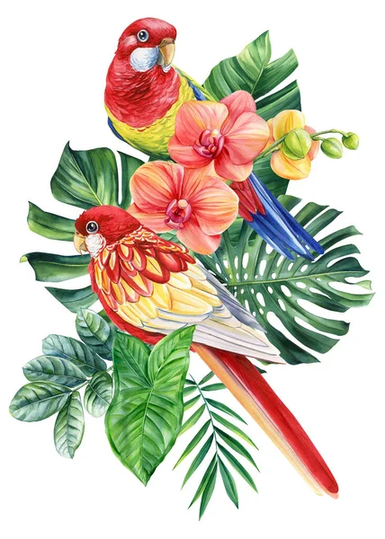 热带两鸟水彩画 萝丝拉鹦鹉兰花 棕榈叶手绘 高质量的例证 — 图库照片