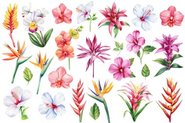 Egzotik çiçekler. Orkide, guzmanya, bromelia, amber çiçeği ve strelitzia. Botanik resim, suluboya flora çizimi. Yüksek kaliteli illüstrasyon