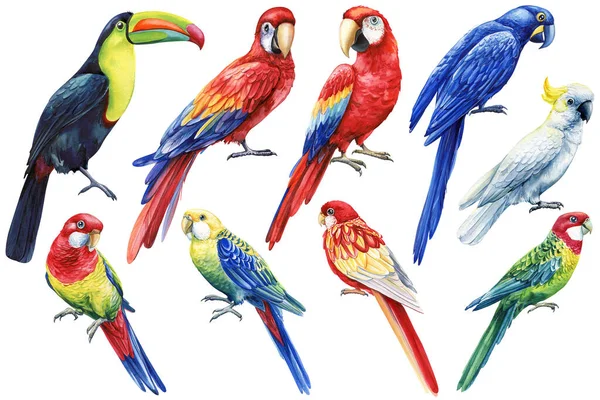Akwarela Kolorowe Ptaki Zestaw Tropikalny Ptak Papuga Tukan Rosella Macaw — Zdjęcie stockowe