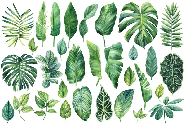 棕榈叶盘 水彩画植物 丛生的插图 魔头和香蕉叶 热带绿色植物 高质量的例证 — 图库照片