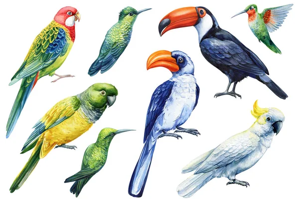 Tropiske Fugler Papegøyer Toucan Kolibri Horn Isolert Bakgrunn Tegning Håndfarger – stockfoto
