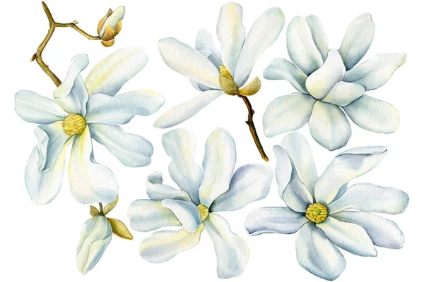 Flores Magnolia Blanca Sobre Fondo Aislado Acuarela Flora Para Diseño — Foto de Stock