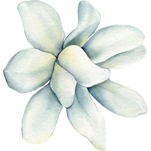 白い背景に孤立したマグノリアの白い花の美しいイラスト 手描きの水彩画 高品質のイラスト — ストック写真