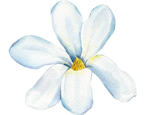 Fehér Magnólia Virág Elszigetelt Háttérrel Akvarell Kézzel Rajzolt Illusztráció Gyönyörű — Stock Fotó
