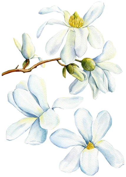 Белые Цветы Магнолии Установлены Изолированном Фоне Акварельная Флора Дизайна Красивая — стоковое фото