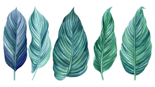 孤立した背景に設定されたヤシの葉 手描きの水彩植物画 緑の熱帯の葉 高品質のイラスト — ストック写真