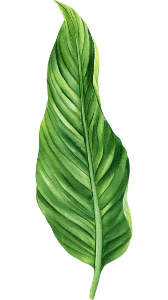Grünes Tropenblatt Sommerpflanze Auf Isoliertem Hintergrund Handgezeichnete Botanische Aquarellmalerei Grünes — Stockfoto