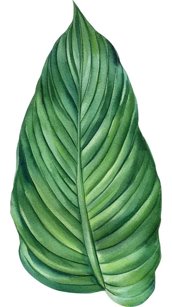 Tropische Pflanze Auf Isoliertem Hintergrund Handgezeichnete Botanische Aquarellmalerei Grünes Tropenblatt — Stockfoto