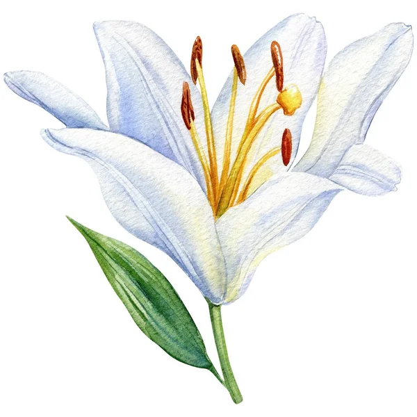 stock image White lily flower on isolated background, watercolor beautiful flower illustration Hand drawn. High quality illustration