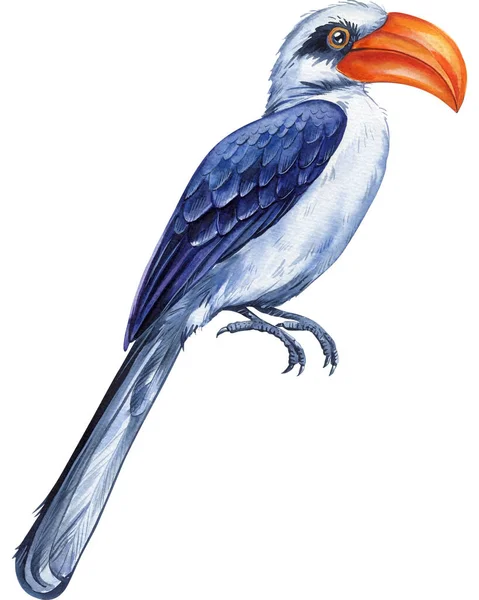 Hornbill Bird Fehér Elszigetelt Háttérrel Akvarell Illusztráció Kézzel Rajzolt Vadvilág — Stock Fotó