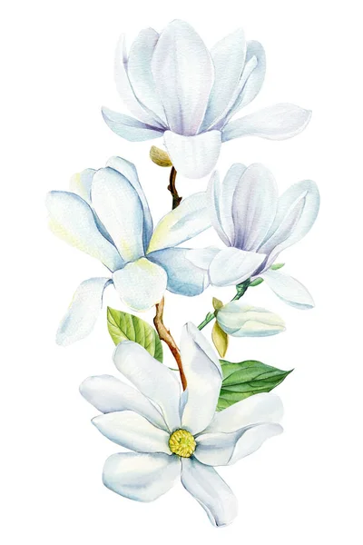 Magnolia Flores Sobre Fondo Aislado Acuarela Flores Blancas Flora Primavera — Foto de Stock