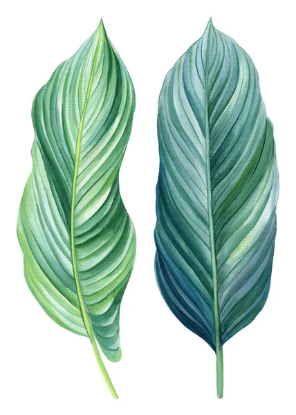 Πράσινα Τροπικά Φύλλα Φύλλα Φοίνικα Που Απομονωμένο Φόντο Ζωγραφισμένα Στο — Φωτογραφία Αρχείου