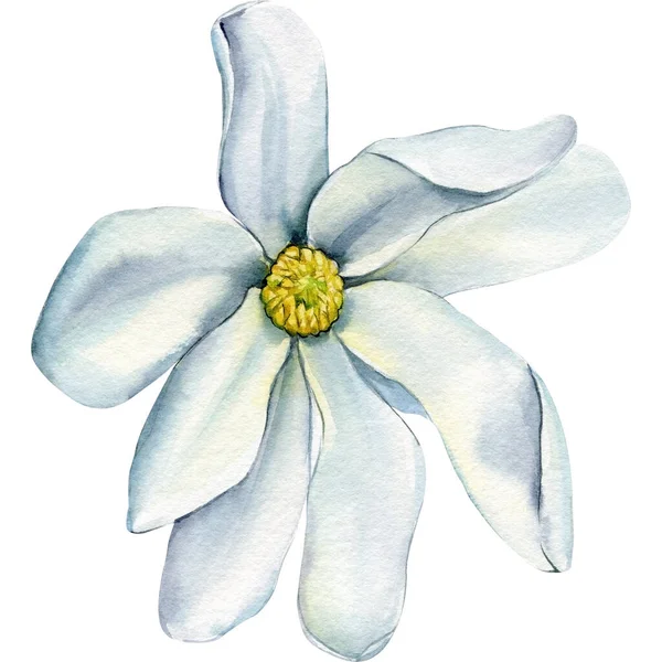 Krásná Ilustrace Magnólie Bílé Květy Izolované Bílém Pozadí Ručně Kreslené — Stock fotografie