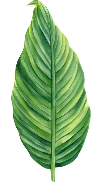 Planta Tropical Sobre Fondo Aislado Acuarela Dibujada Mano Pintura Botánica — Foto de Stock