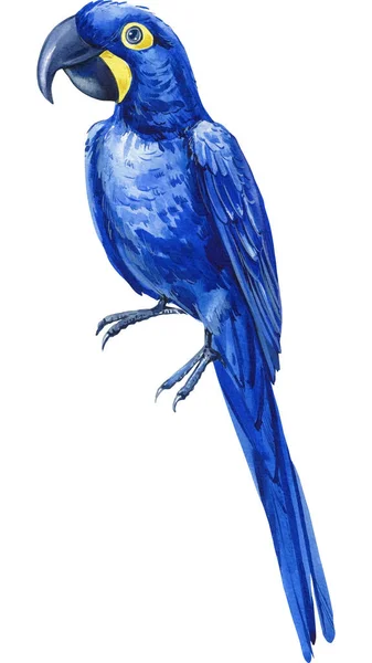 水彩斑斓的热带鸟类 风信子金刚鹦鹉 蓝色鹦鹉白色孤立的背景 高质量的例证 — 图库照片