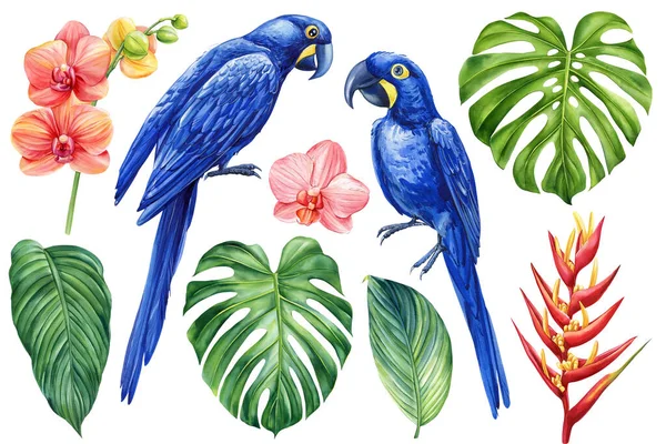 水彩斑斓的热带蓝鹦鹉和花 棕榈叶 灌丛叶集白色隔离背景 高质量的例证 — 图库照片