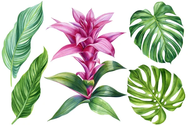 Palmblätter Und Blütenset Aquarell Botanische Malerei Dschungelillustrationen Monstera Und Bananenblatt — Stockfoto