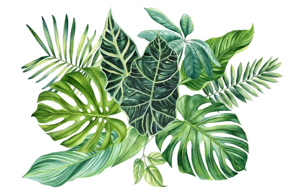 Пальмовый Лист Цветок Изолированном Фоне Акварельная Живопись Зеленый Тропический Состав — стоковое фото