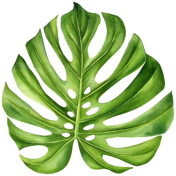 Monstera Zöld Levél Dzsungel Flóra Akvarell Botanikus Festészet Illusztrációk Kiváló — Stock Fotó
