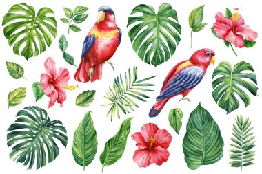 Suluboya tropikal set, kırmızı papağan, amber çiçeği, canavar yaprağı. Orman bitkisi, beyaz yalıtılmış arka plan, el çizimi. Yüksek kaliteli illüstrasyon