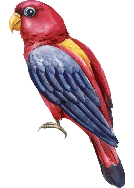 Vörös Madár Papagáj Fehér Elszigetelt Háttér Akvarell Kézi Rajz Festmény — Stock Fotó