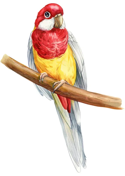 Bir Dalda Oturan Renkli Bir Kuş Papağan Rosella Beyaz Izole — Stok fotoğraf