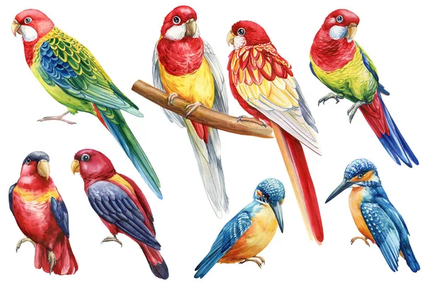Suluboya Renkli Kuşlar Seti Tropikal Kuş Papağan Tukan Rosella Papağan — Stok fotoğraf