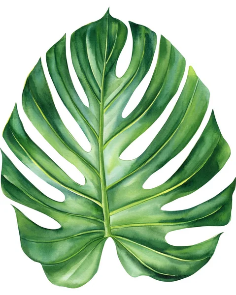 Monstera Zelený List Jungle Flóra Akvarel Botanické Malby Ilustrace Vysoce — Stock fotografie