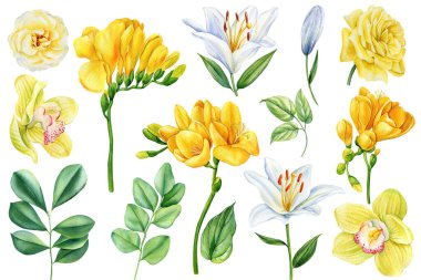 Freesia, lili, orkide çiçekleri ve yaprakları izole beyaz arka planda, suluboya el çizimi. Bahar sarısı set. Yüksek kaliteli illüstrasyon