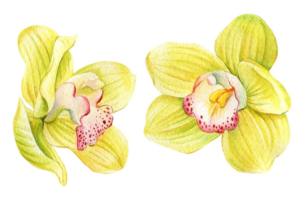 Conjunto Flor Orquídea Amarela Ilustrações Aquarela Baunilha Fundo Branco Isolado — Fotografia de Stock