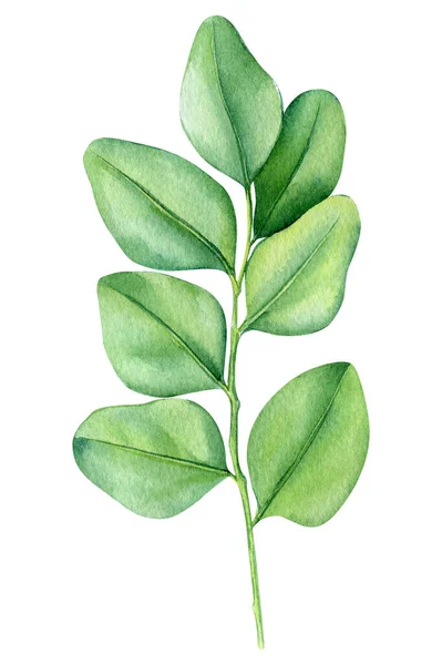 Acquerello Foglie Verdi Sfondo Bianco Pittura Botanica Pianta Primaverile Illustrazione — Foto Stock