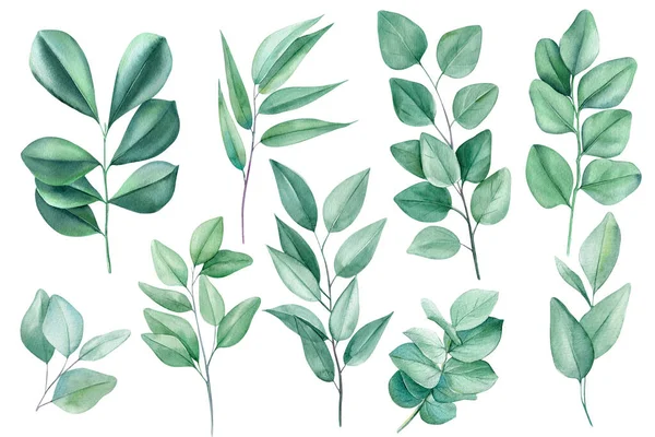 Beyaz Arka Planda Yeşil Yapraklar Suluboya Botanik Resim Yeşil Bitki — Stok fotoğraf