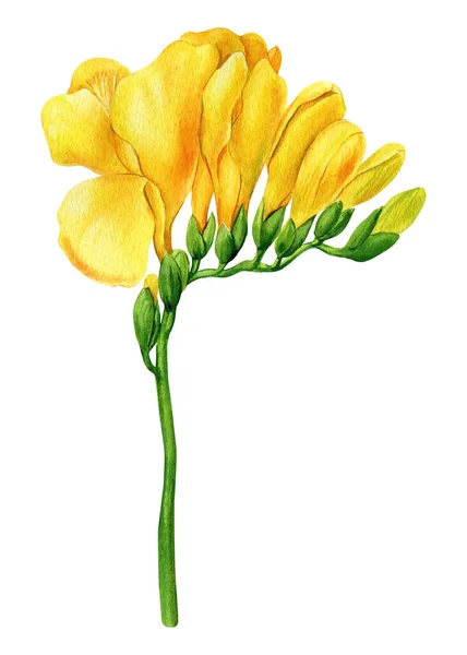 Freesia Květiny Izolovaném Bílém Pozadí Akvarel Ruční Kresba Vysoce Kvalitní — Stock fotografie