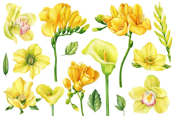 Фрезия Орхидеи Изолированном Белом Фоне Акварельный Рисунок Рукой Весенняя Желтая — стоковое фото