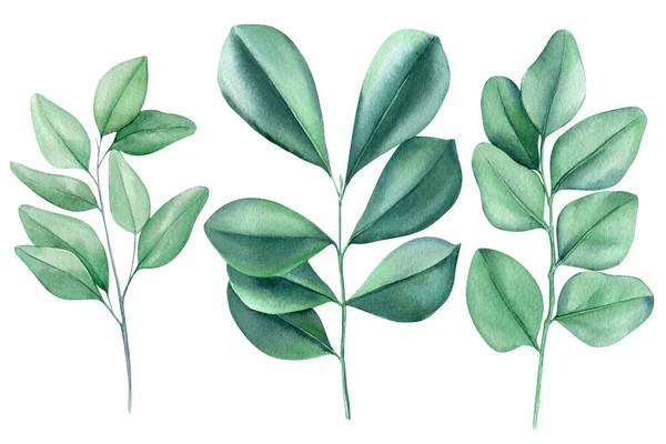 Sada Zelených Listůna Bílém Pozadí Akvarel Botanické Malby Zelené Rostlinné — Stock fotografie