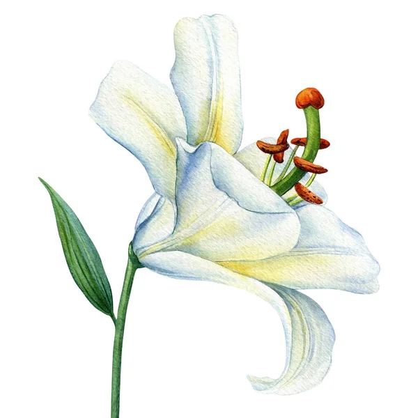 孤立した背景に白いユリの花 デザインのための水彩白い植物 美しい植物の花のイラスト 高品質のイラスト — ストック写真