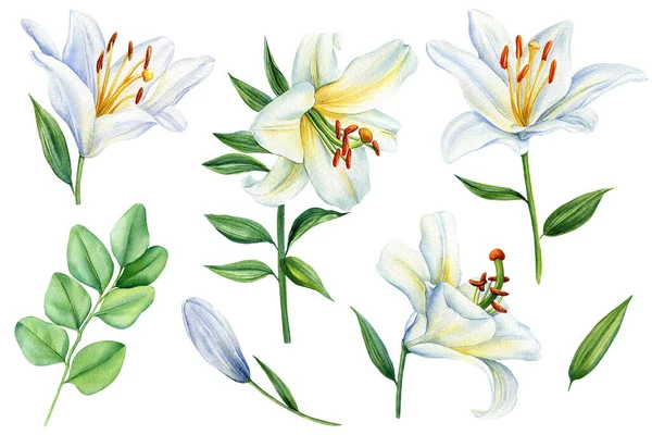 stock image White lilies flowers on isolated background, watercolor white lily, flora for design. Beautiful flower illustration. High quality illustration