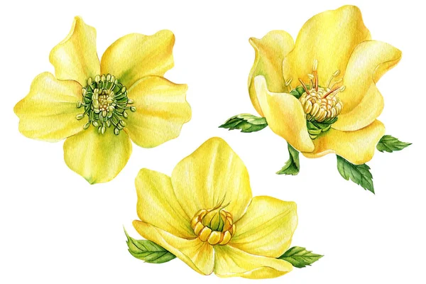 Stock image Watercolor flowers, hellebores isolated on a white background. Botanical illustration, yellow Floral design elements. High quality illustration