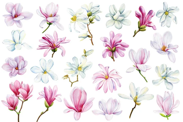 Flores Magnolia Blancas Rosadas Sobre Fondo Aislado Ilustración Dibujada Mano — Foto de Stock
