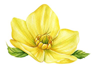 Sarı suluboya çiçek, beyaz arka planda izole edilmiş karabataklar. Botanik illüstrasyon. Yüksek kaliteli illüstrasyon