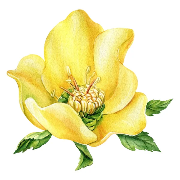 Акварельна Жовта Квітка Ізольована Білому Тлі Ботанічна Ілюстрація Високоякісна Ілюстрація — стокове фото