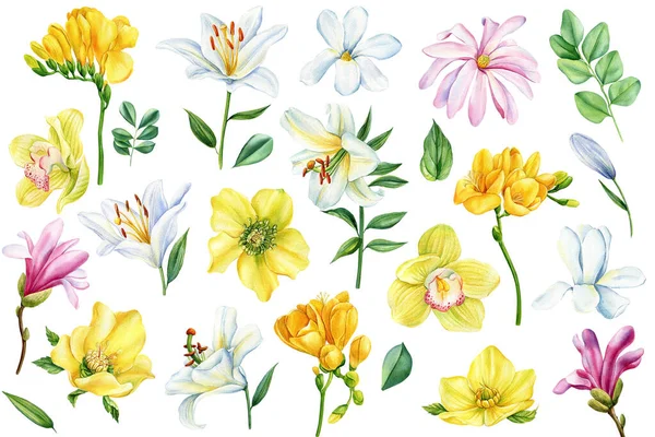 孤立した白い背景にフリージアと蘭の花 水彩画の手描き 春黄色の植物 高品質のイラスト — ストック写真