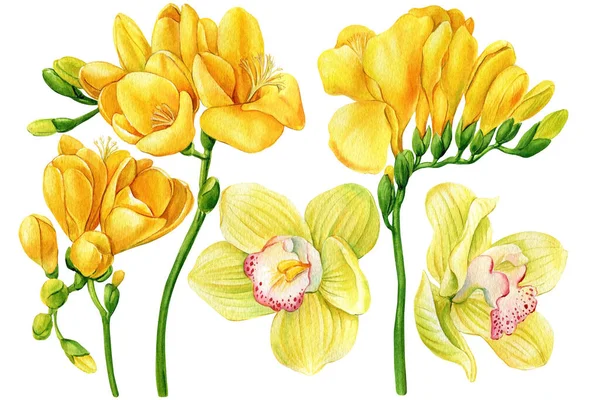 Фрезія Квіти Орхідей Ізольованому Білому Тлі Акварельний Малюнок Рук Весняна — стокове фото