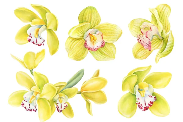 Flor Baunilha Flores Exóticas Orquídeas Plantas Tropicais Brilhantes Selva Aquarela — Fotografia de Stock
