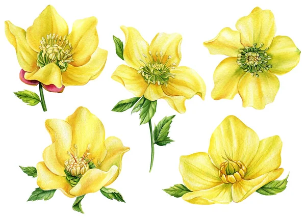 花色は白い背景に孤立した小葉です 植物図 黄色の花のデザイン要素 高品質のイラスト — ストック写真