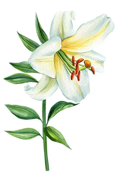 Bílá Lilie Květ Izolovaném Pozadí Akvarel Bílá Flóra Pro Design — Stock fotografie