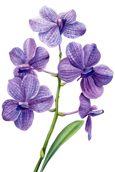 Tropické Exotické Květiny Fialová Orchidej Izolované Bílém Pozadí Akvarel Botanické — Stock fotografie