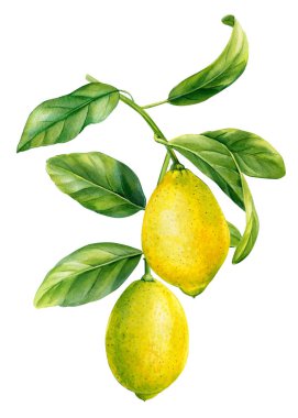Yapraklı limon dalı ve olgun meyveler. Suluboya botanik el çizimi, beyaz arka planda izole. Yüksek kaliteli illüstrasyon