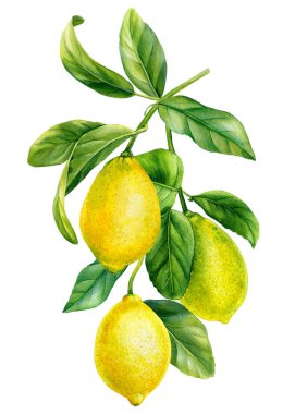 Yapraklı limon dalı ve olgun meyveler. Suluboya botanik el çizimi, beyaz arka planda izole. Yüksek kaliteli illüstrasyon